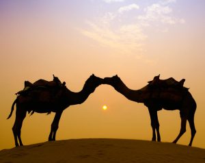Mindfulness role in catholic Ireland - image of 2 camels